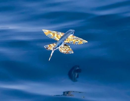 Flying Fish – Exocoetidae – akhivar